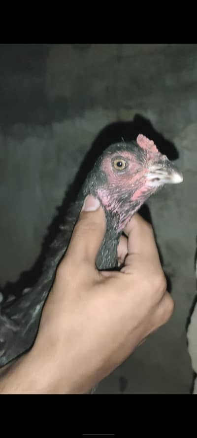 Burmi female h