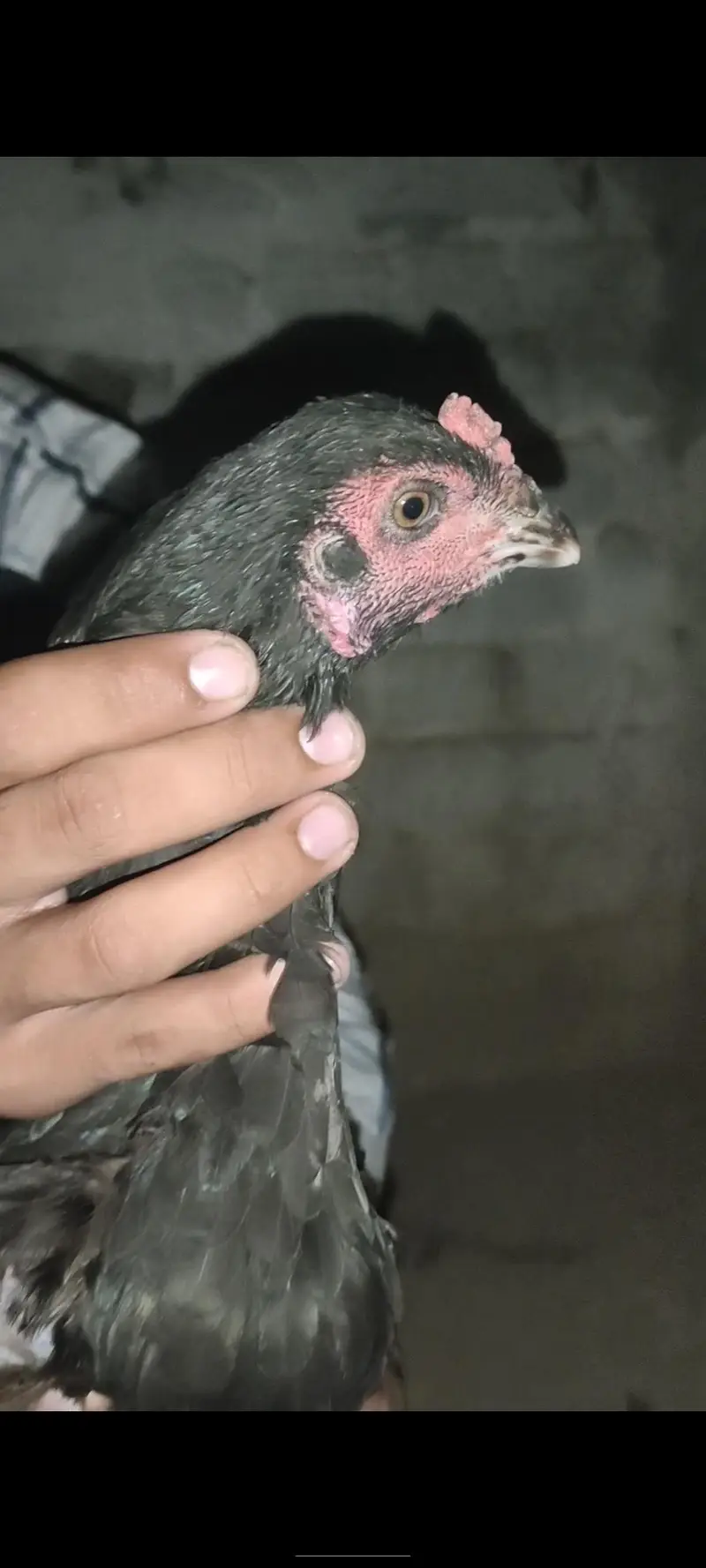 Burmi female h — photo 4