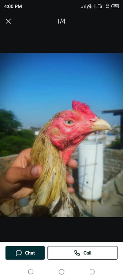 Aseel murga for sale urgent sale