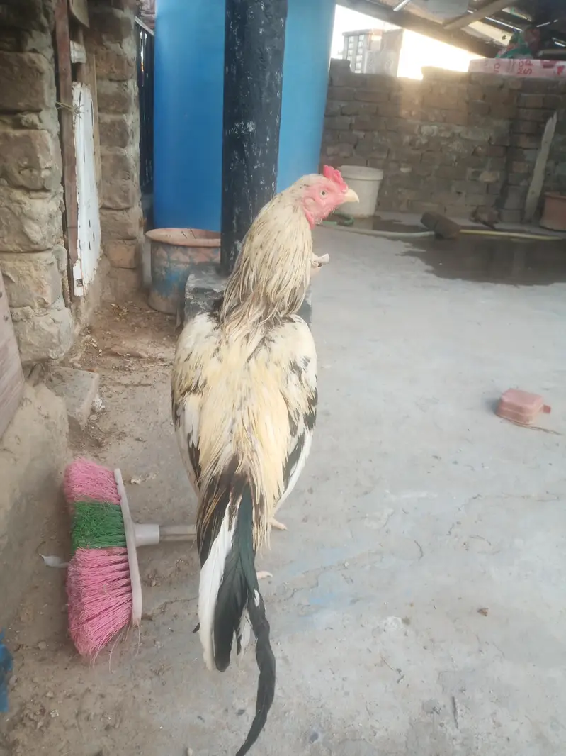 Aseel murga for sale urgent sale — photo 2