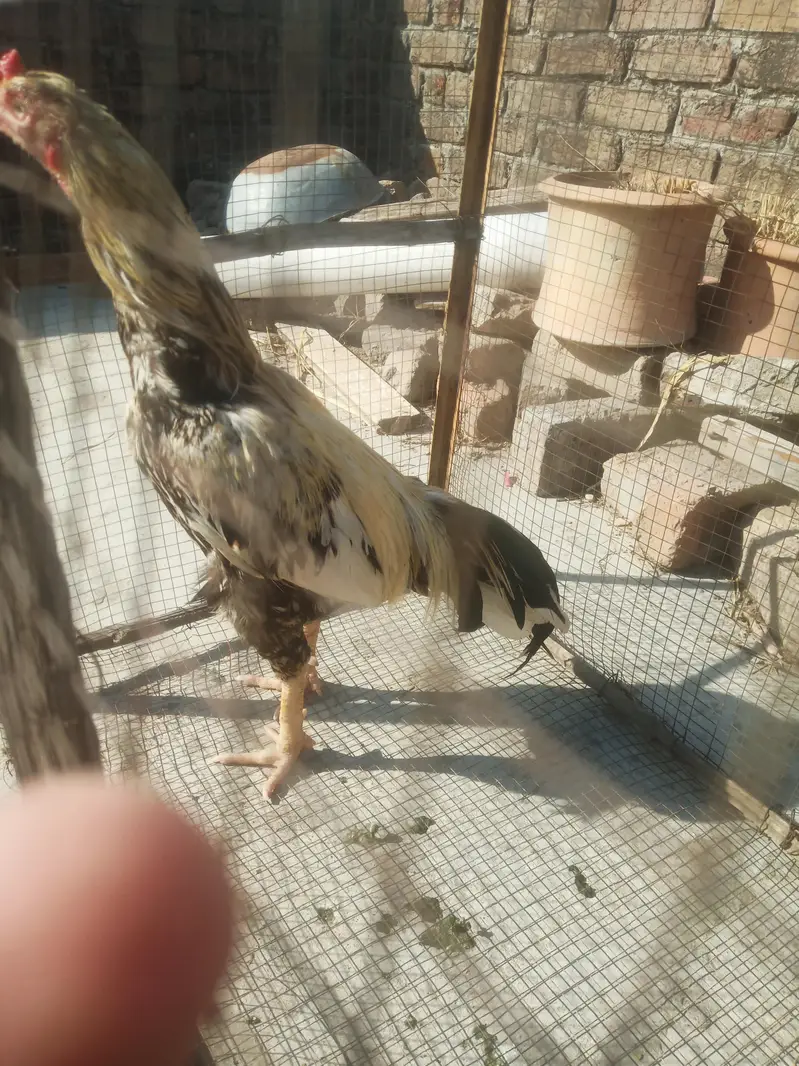 Aseel murga for sale urgent sale — photo 3