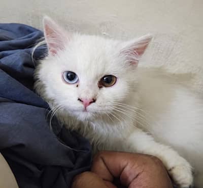 pure Turkish aivora super rare breed with odd eyes