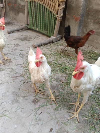 Desi murgay white color 5 and 3 golden murgay