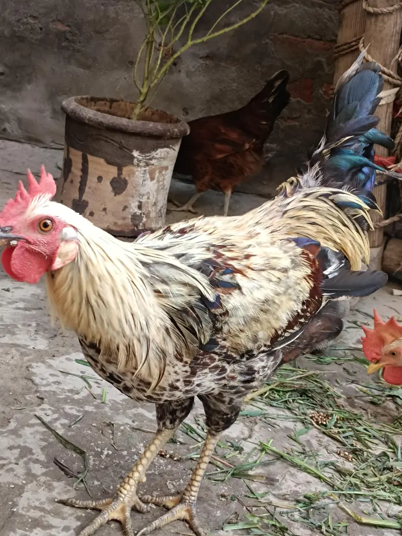Desi murgay white color 5 and 3 golden murgay — photo 2