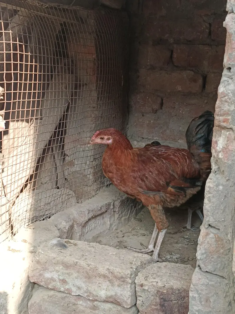 Desi murgay white color 5 and 3 golden murgay — photo 3