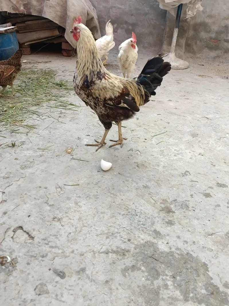 Desi murgay white color 5 and 3 golden murgay — photo 4