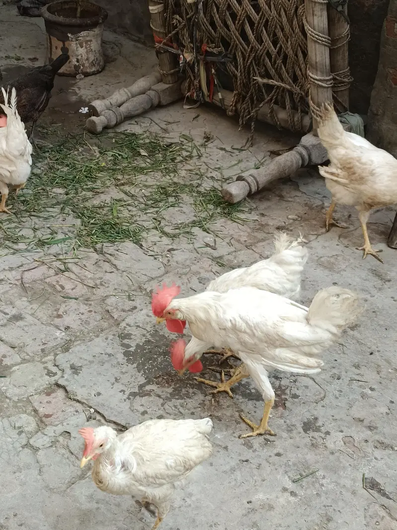 Desi murgay white color 5 and 3 golden murgay — photo 5