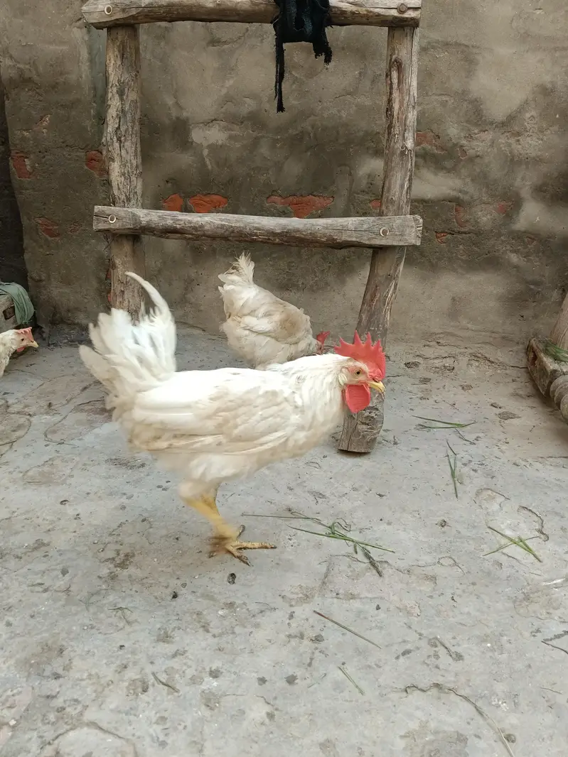 Desi murgay white color 5 and 3 golden murgay — photo 7