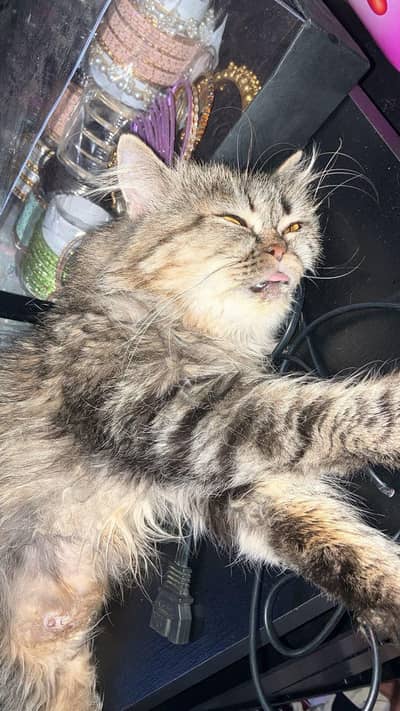 Persian female cat for sale