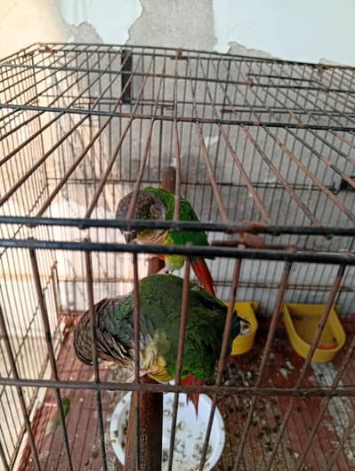 BellyConure Pair