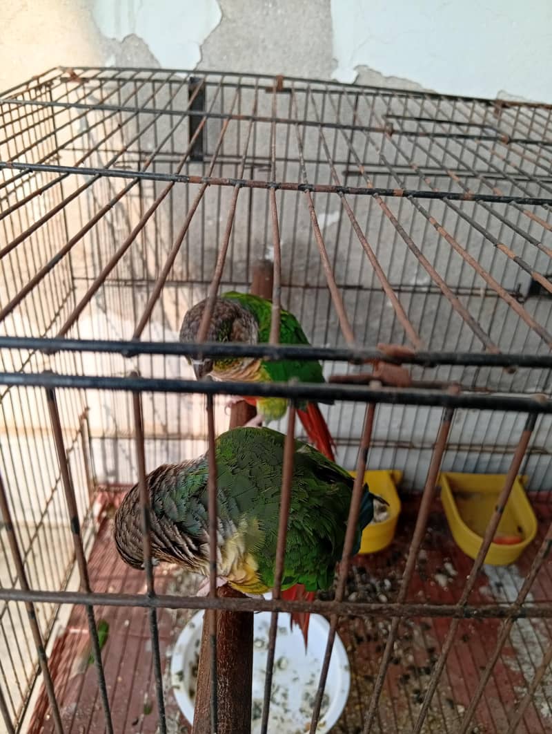 BellyConure Pair 0