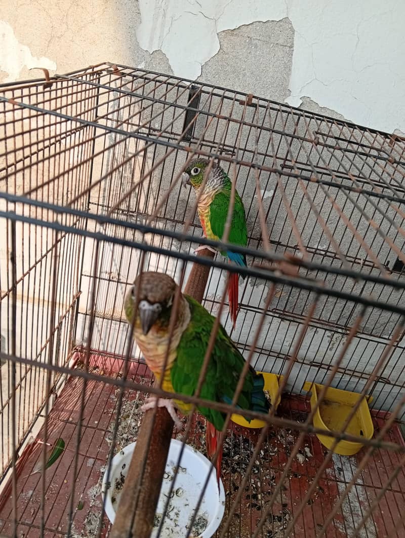 BellyConure Pair 1