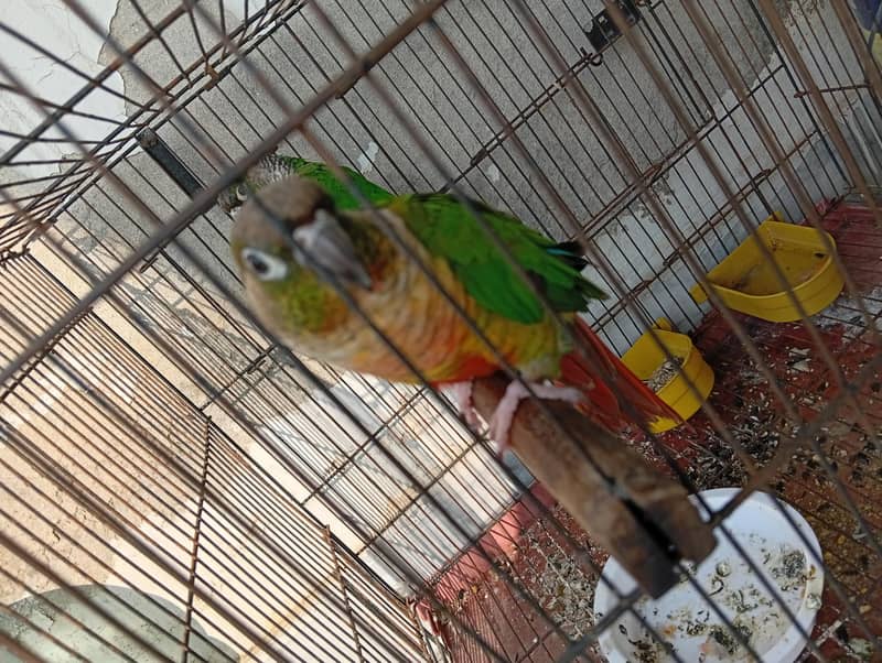 BellyConure Pair 2