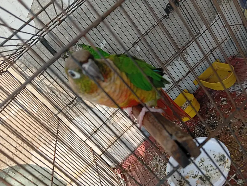 BellyConure Pair — photo 3
