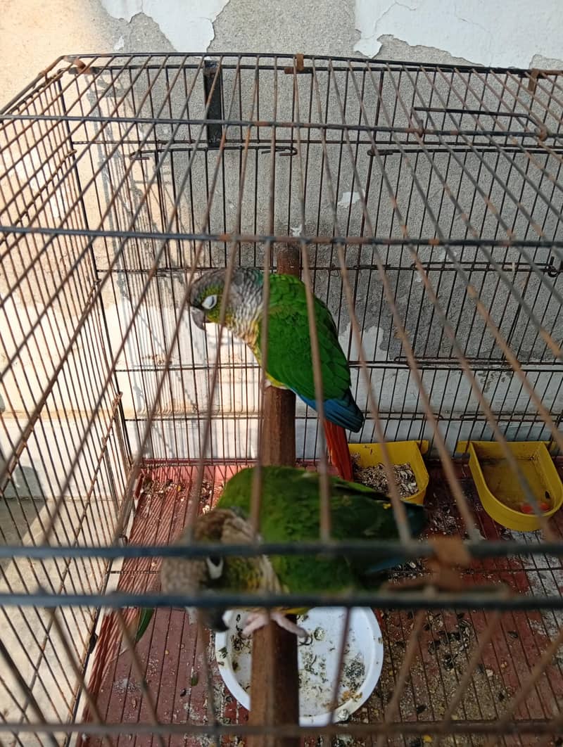 BellyConure Pair 3