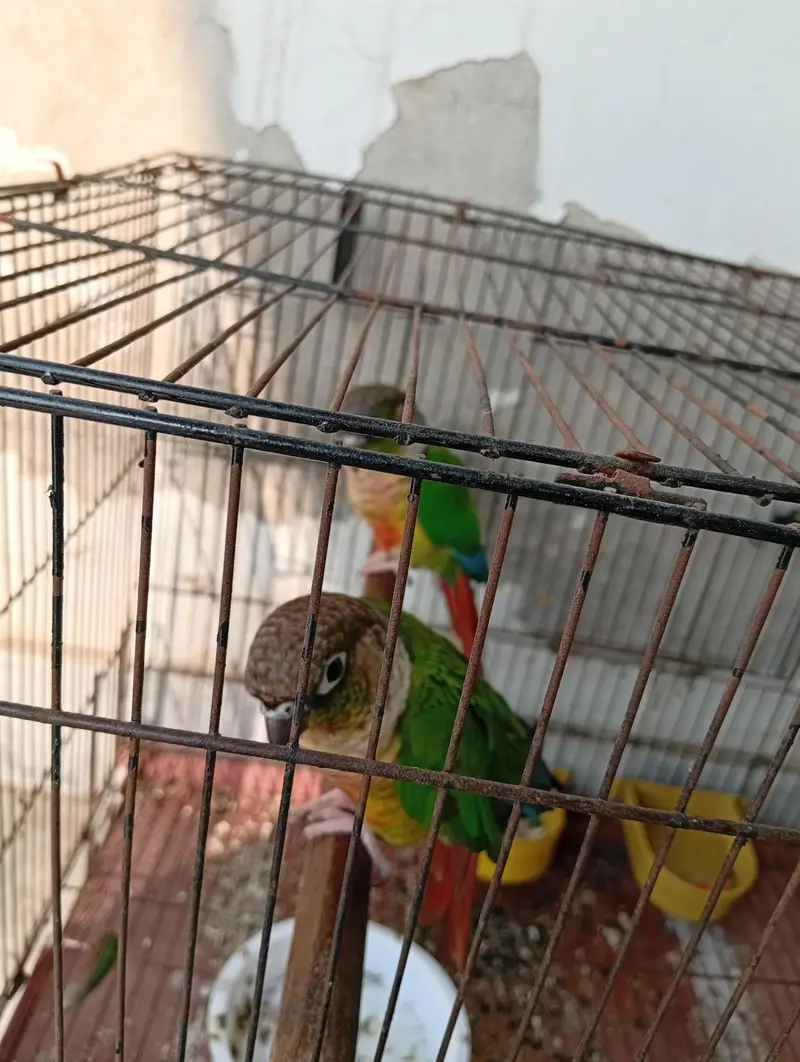BellyConure Pair — photo 5
