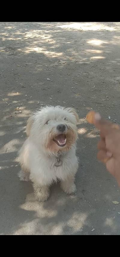 puppy