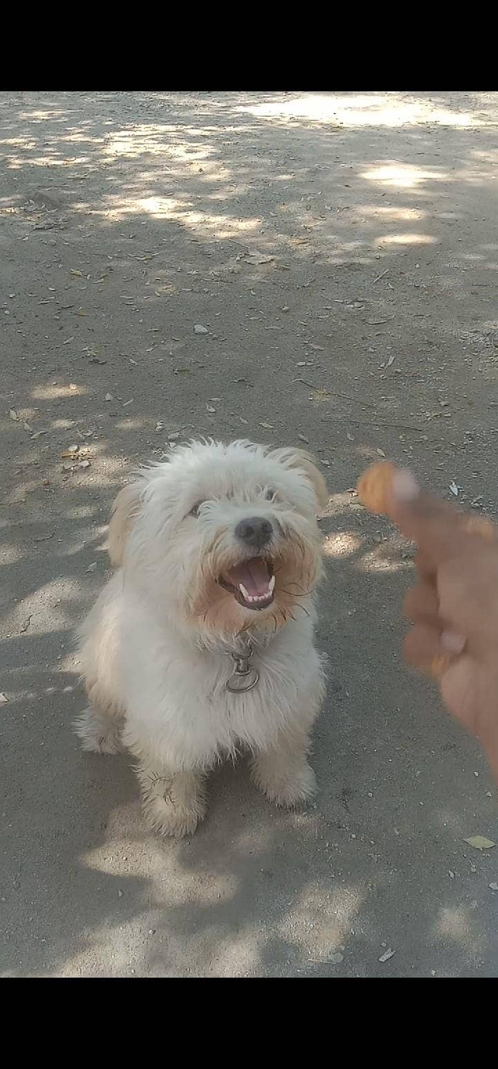 puppy 0