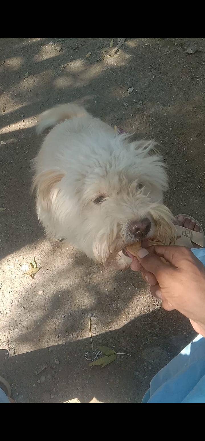 puppy 1
