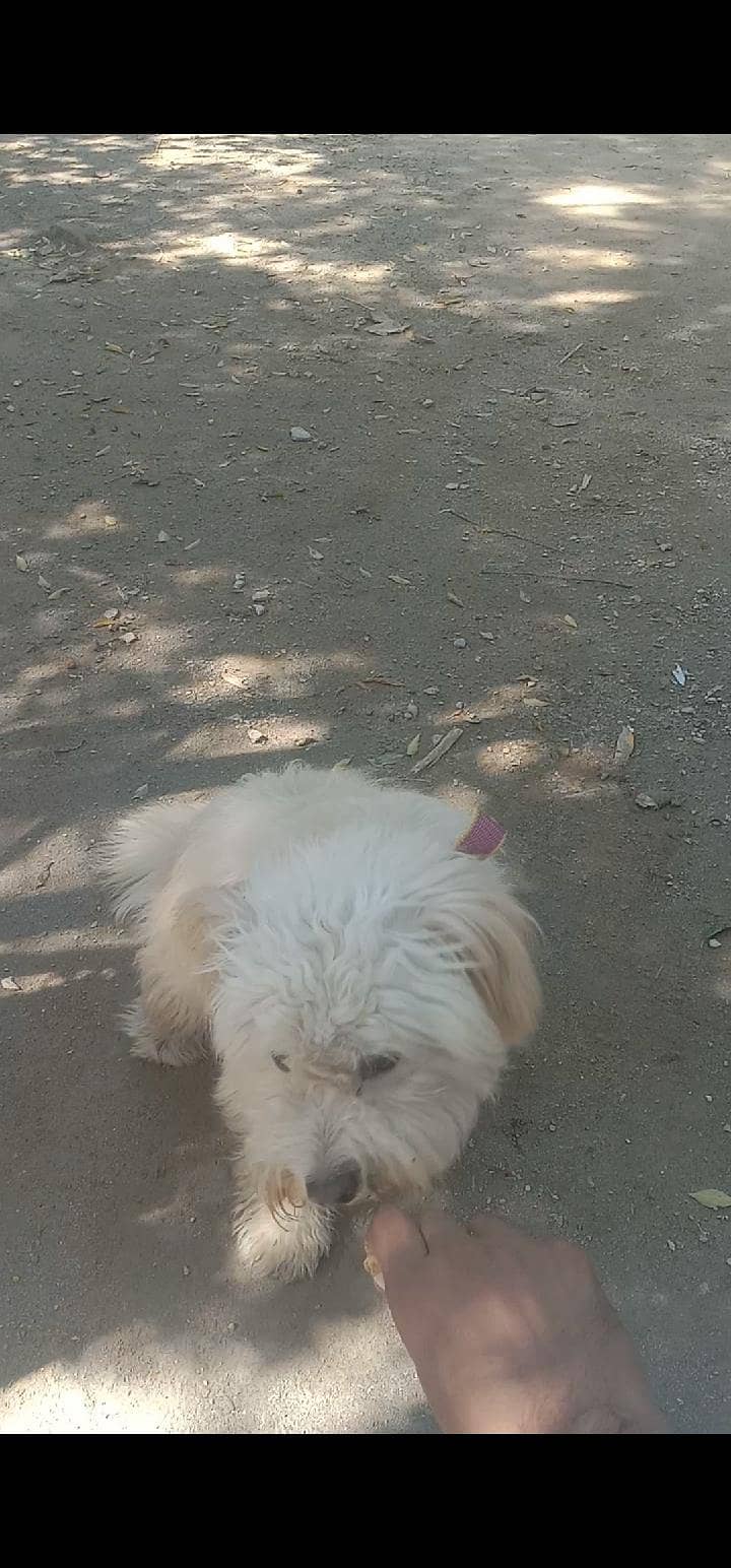 puppy 2