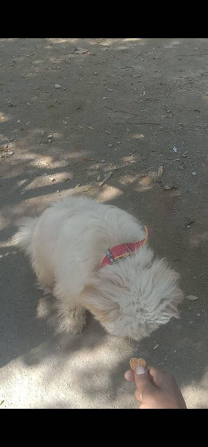 puppy 3