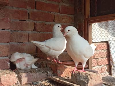 king Pigeons Pair sell