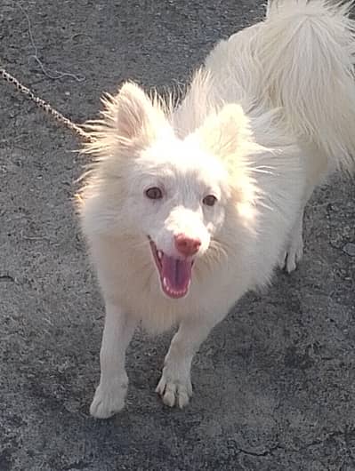 Russian dog 5 minutes age pink nose