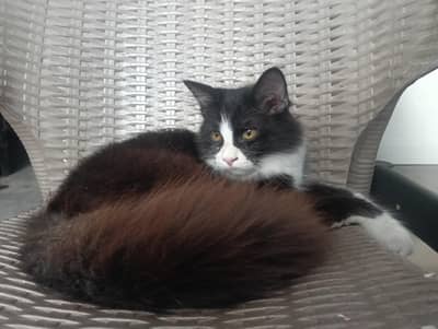 Premium Persian Kittens for Sale | Beautiful & Fluffy