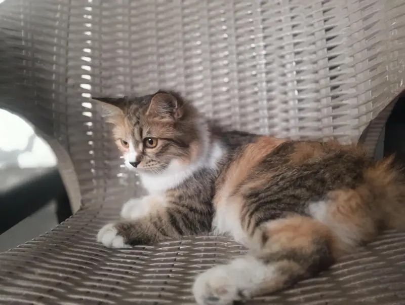 Premium Persian Kittens for Sale | Beautiful & Fluffy — photo 2