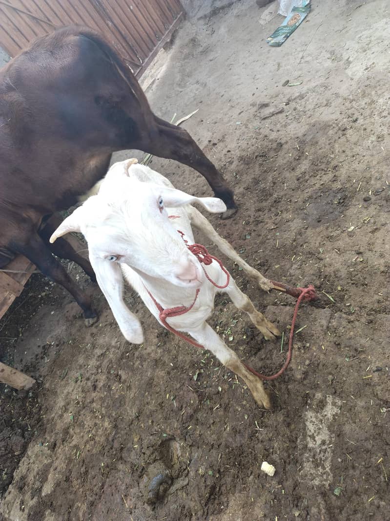 dargah Bakra 0