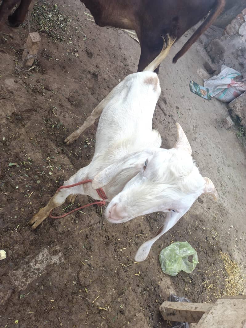 dargah Bakra 1