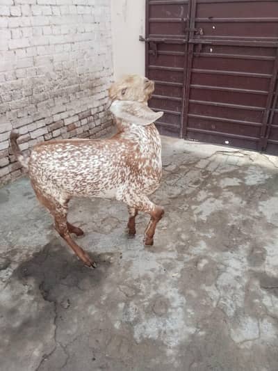 desi Bakra for sale