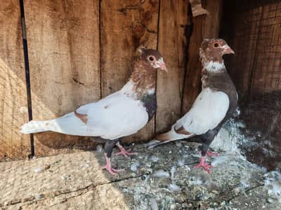 Sohn chiray pair