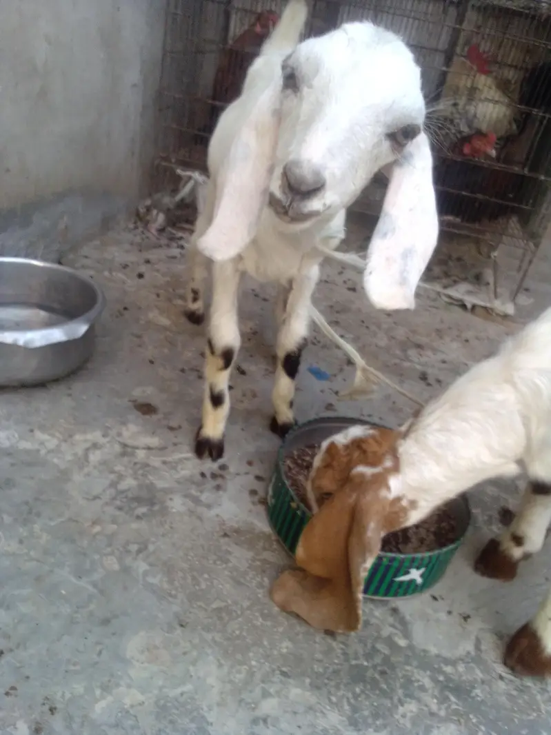 goat kids for sale 03422956864 — photo 2