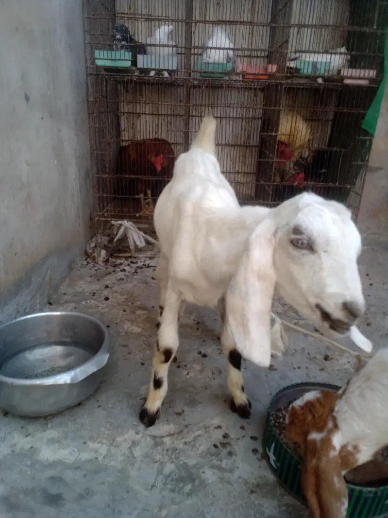 goat kids for sale 03422956864 — photo 3