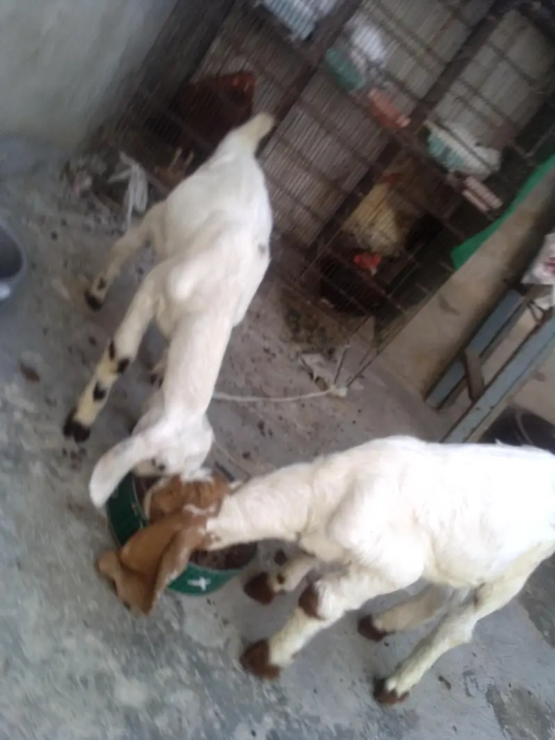 goat kids for sale 03422956864 — photo 4