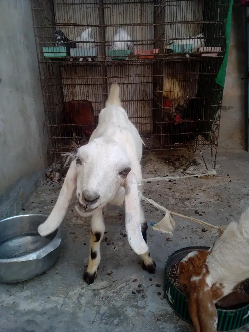 goat kids for sale 03422956864 — photo 5