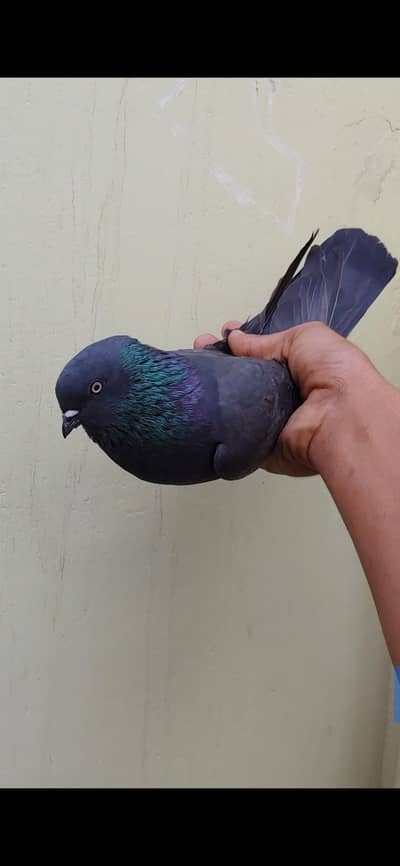 orignal shahjan pori femal for sale.