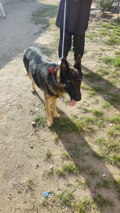 German shepherd puppy single cort