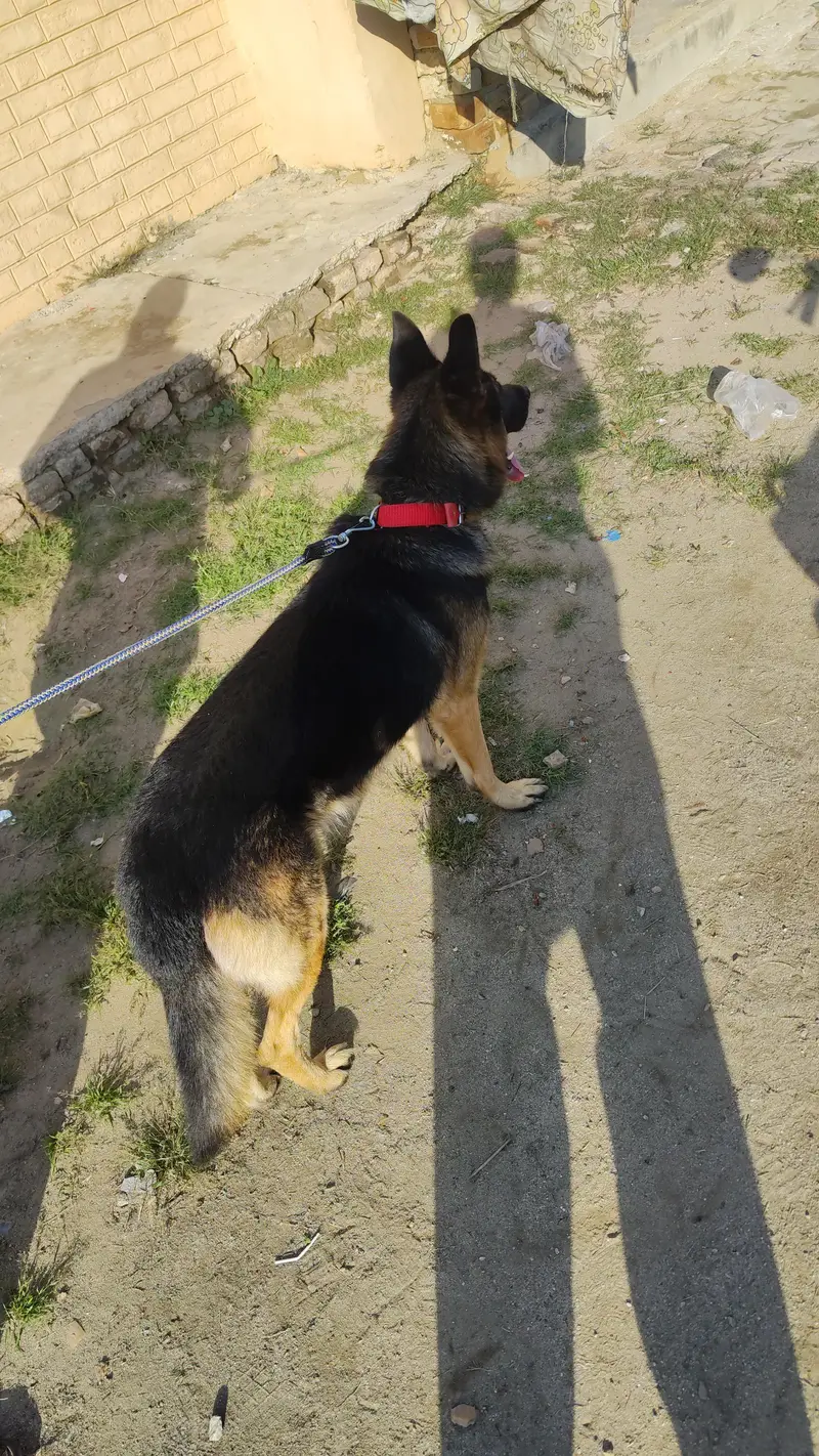 German shepherd puppy single cort — photo 2