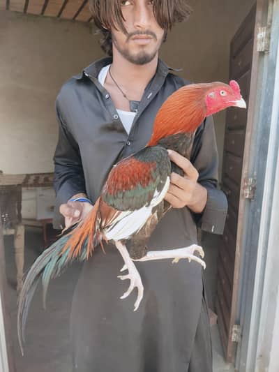 Chitpara LAHKA ASEEL Leryi Wala چیک شدہ
