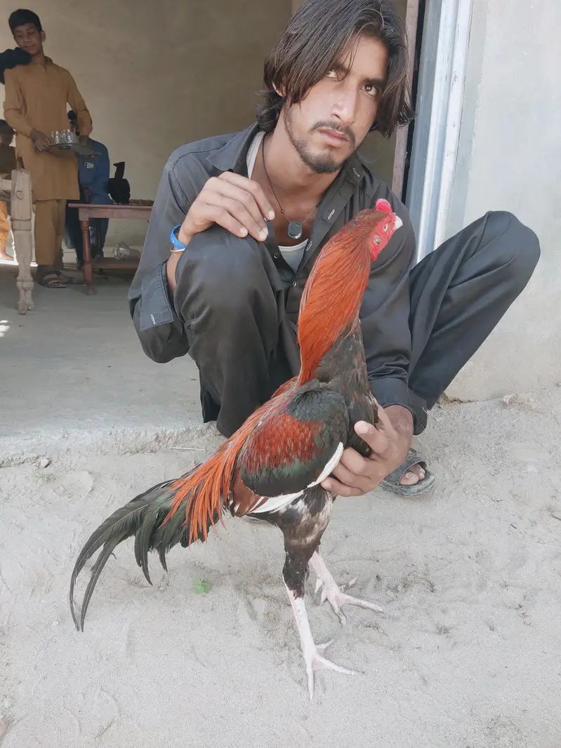 Chitpara LAHKA ASEEL Leryi Wala چیک شدہ — photo 2