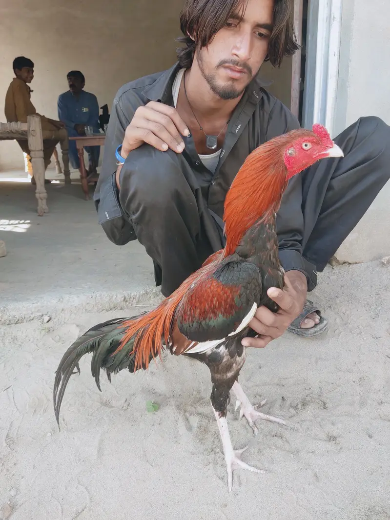 Chitpara LAHKA ASEEL Leryi Wala چیک شدہ — photo 3