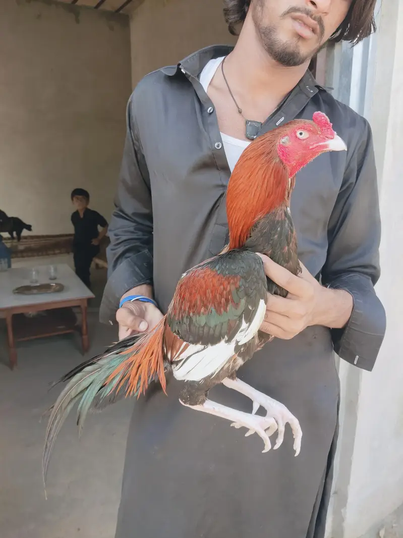 Chitpara LAHKA ASEEL Leryi Wala چیک شدہ — photo 4