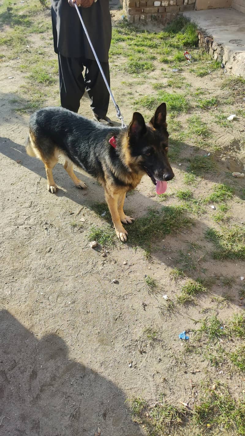 German Shepherd 1