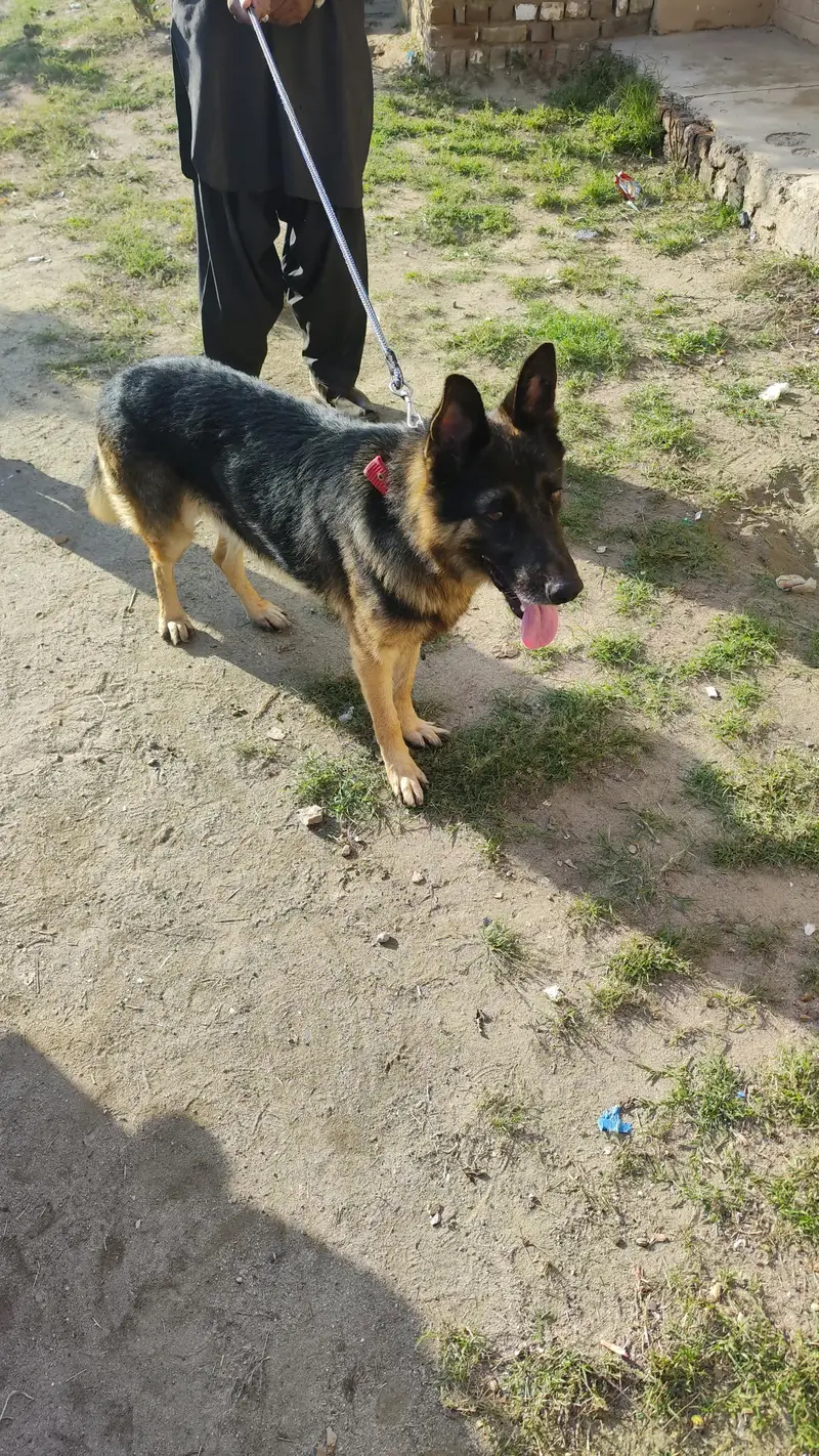 German Shepherd — photo 2
