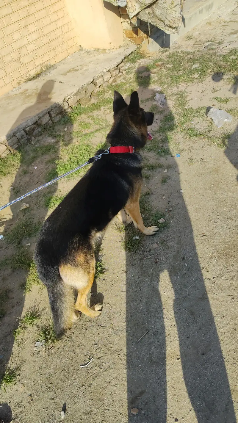 German Shepherd — photo 3