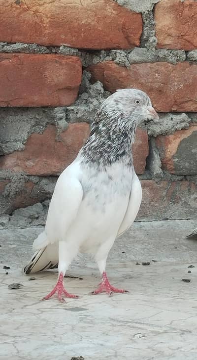 perwazi lal Serra Lakha breeder Male  kabuter granti wala