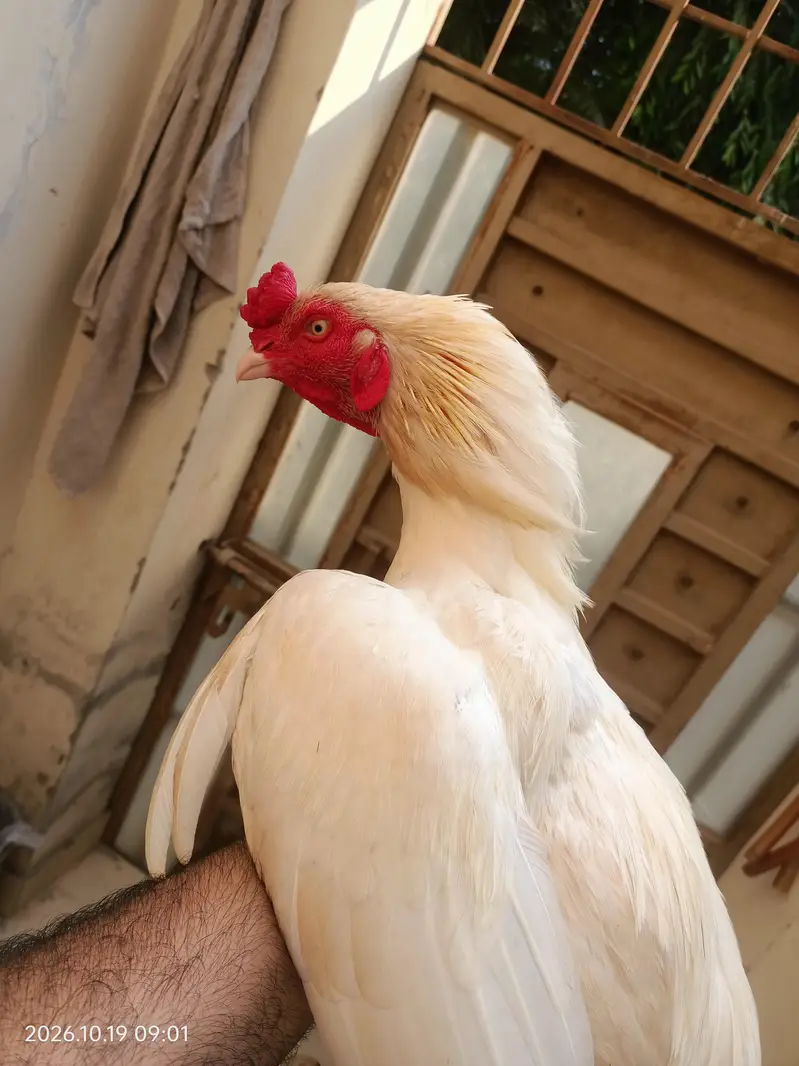 Heera Mianwali Aseel paper white — photo 2