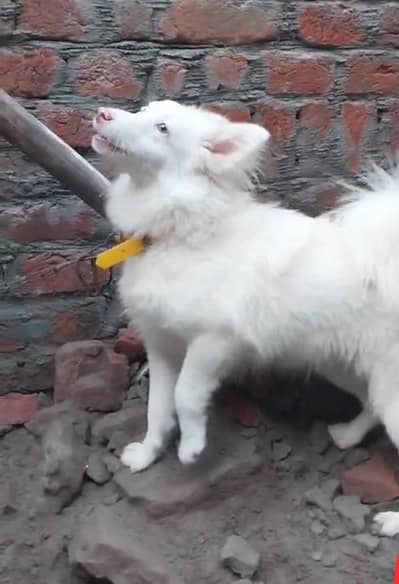 Russian dog 5 minutes age pink nose